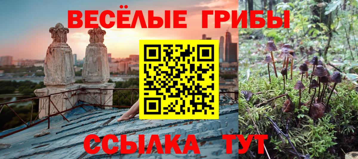 Псилоцибиновые грибы Psilocybine cubensis Полевской